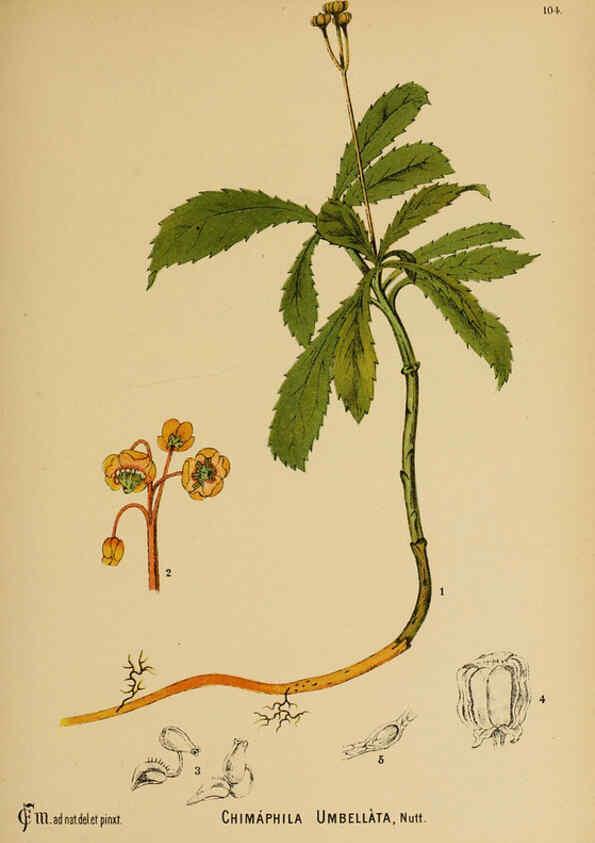 Reproducción/Reproduction 6025976298: American medicinal plants New York,Boericke & Tafel,c1887