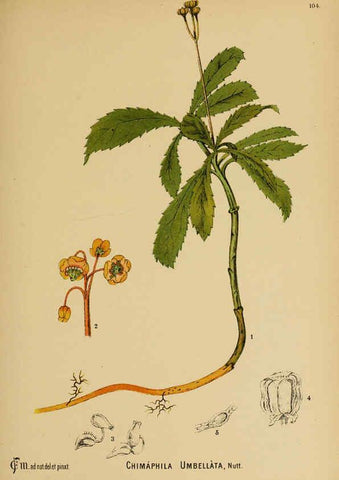 Reproducción/Reproduction 6025976298: American medicinal plants New York,Boericke & Tafel,c1887