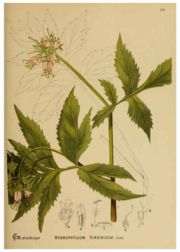 Reproducción/Reproduction 6025982038: American medicinal plants New York,Boericke & Tafel,c1887