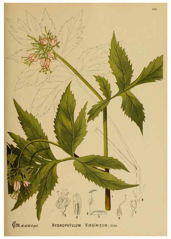 Reproducción/Reproduction 6025982038: American medicinal plants New York,Boericke & Tafel,c1887