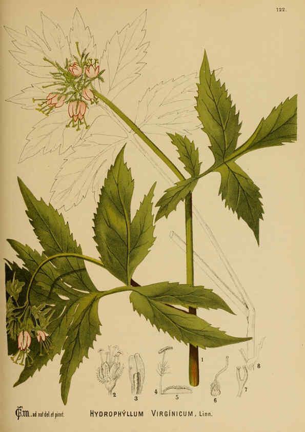 Reproducción/Reproduction 6025982038: American medicinal plants New York,Boericke & Tafel,c1887