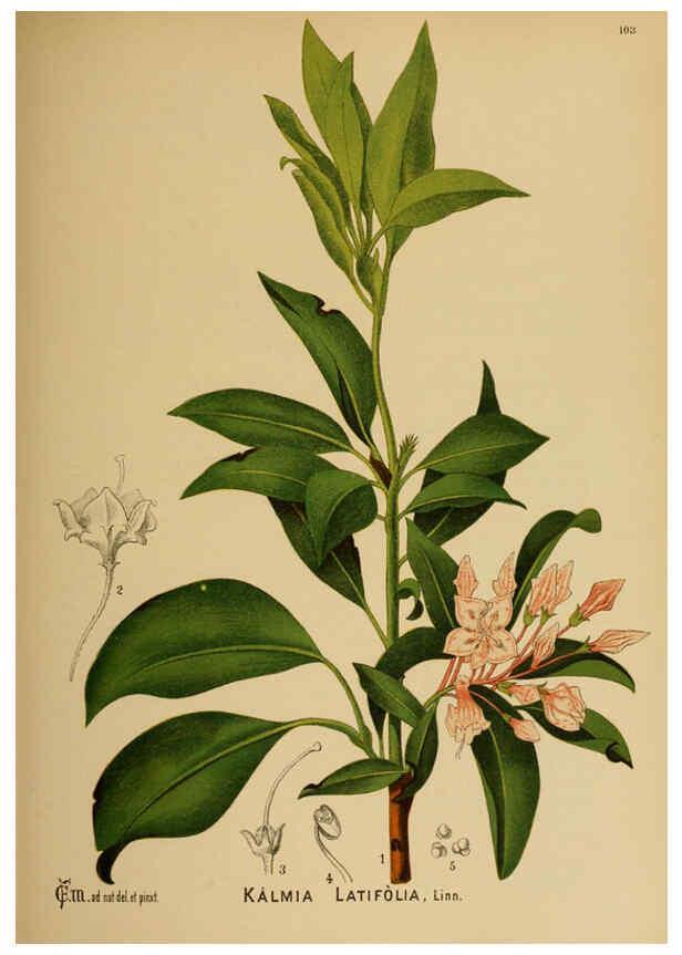 Reproducción/Reproduction 6025420783: American medicinal plants New York,Boericke & Tafel,c1887