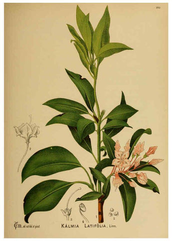Reproducción/Reproduction 6025420783: American medicinal plants New York,Boericke & Tafel,c1887