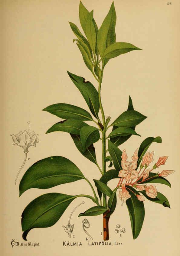 Reproducción/Reproduction 6025420783: American medicinal plants New York,Boericke & Tafel,c1887
