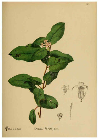 Reproducción/Reproduction 6025975482: American medicinal plants New York,Boericke & Tafel,c1887