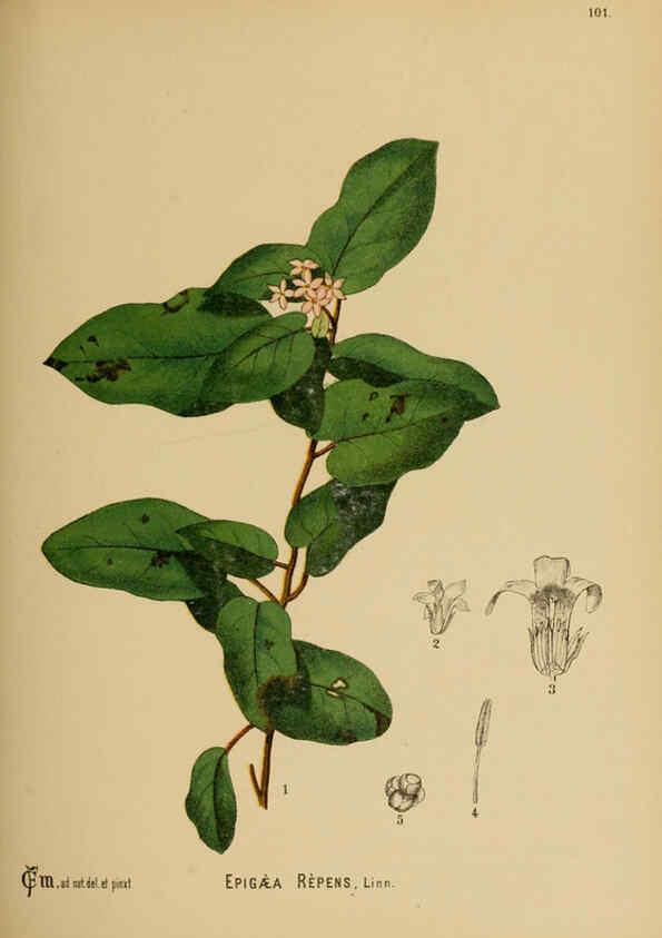 Reproducción/Reproduction 6025975482: American medicinal plants New York,Boericke & Tafel,c1887
