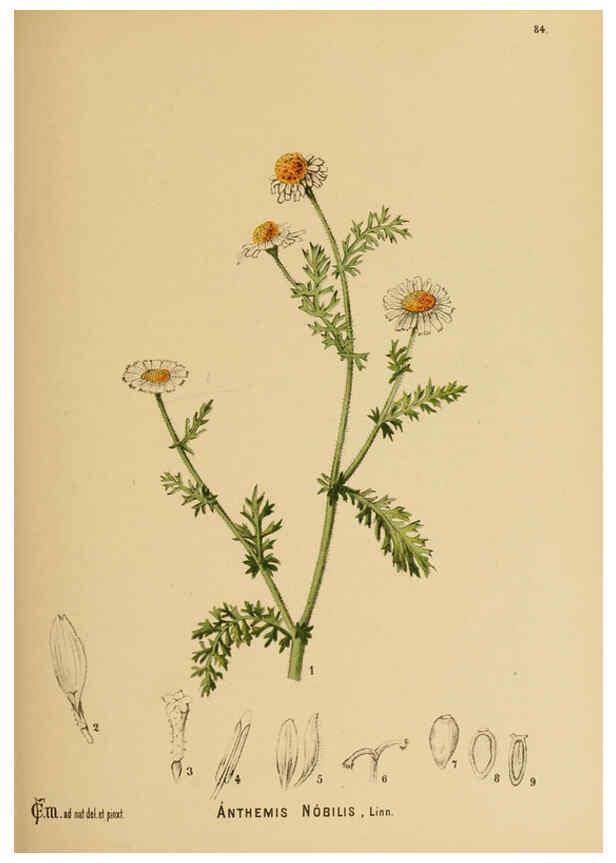 Reproducción/Reproduction 6025414637: American medicinal plants New York,Boericke & Tafel,c1887