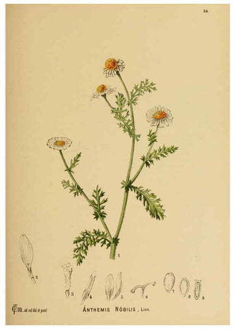 Reproducción/Reproduction 6025414637: American medicinal plants New York,Boericke & Tafel,c1887