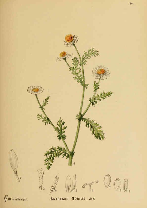 Reproducción/Reproduction 6025414637: American medicinal plants New York,Boericke & Tafel,c1887