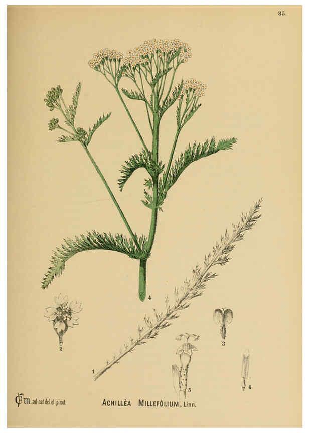 Reproducción/Reproduction 6025970366: American medicinal plants New York,Boericke & Tafel,c1887