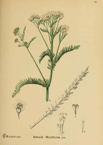 Reproducción/Reproduction 6025970366: American medicinal plants New York,Boericke & Tafel,c1887