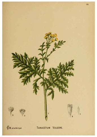 Reproducción/Reproduction 6025970932: American medicinal plants New York,Boericke & Tafel,c1887