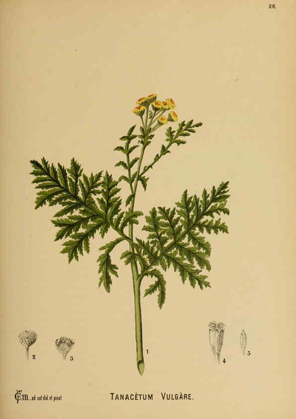 Reproducción/Reproduction 6025970932: American medicinal plants New York,Boericke & Tafel,c1887