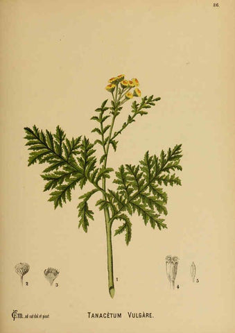 Reproducción/Reproduction 6025970932: American medicinal plants New York,Boericke & Tafel,c1887