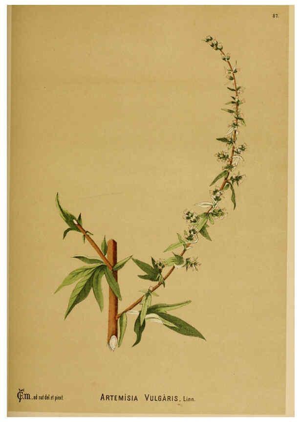 Reproducción/Reproduction 6025415749: American medicinal plants New York,Boericke & Tafel,c1887