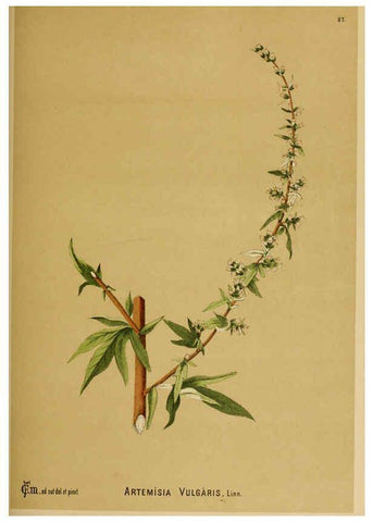 Reproducción/Reproduction 6025415749: American medicinal plants New York,Boericke & Tafel,c1887