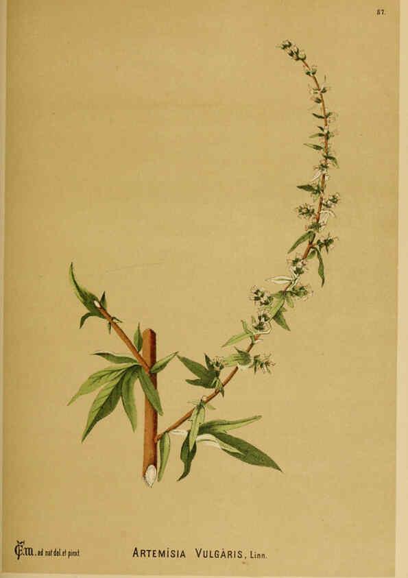 Reproducción/Reproduction 6025415749: American medicinal plants New York,Boericke & Tafel,c1887