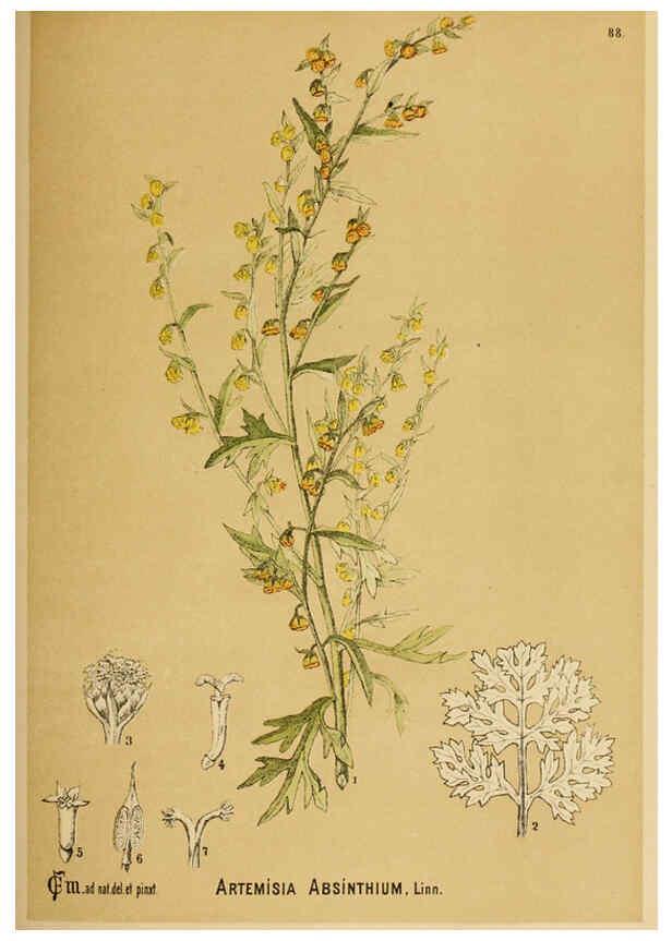 Reproducción/Reproduction 6025416123: American medicinal plants New York,Boericke & Tafel,c1887