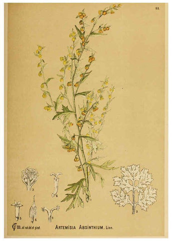 Reproducción/Reproduction 6025416123: American medicinal plants New York,Boericke & Tafel,c1887