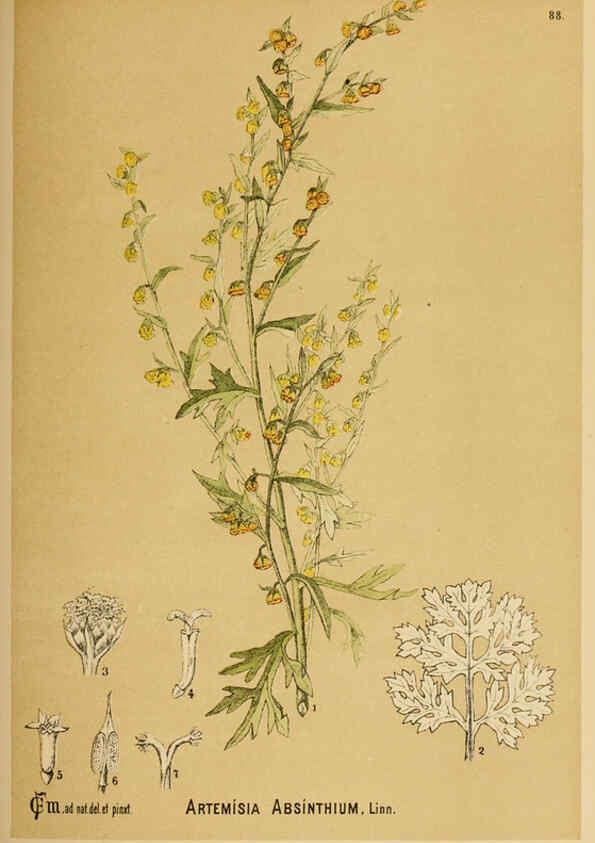 Reproducción/Reproduction 6025416123: American medicinal plants New York,Boericke & Tafel,c1887