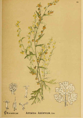 Reproducción/Reproduction 6025416123: American medicinal plants New York,Boericke & Tafel,c1887