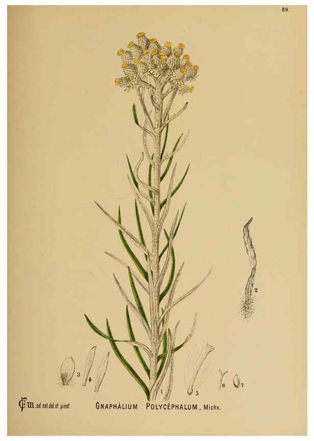 Reproducción/Reproduction 6025416353: American medicinal plants New York,Boericke & Tafel,c1887