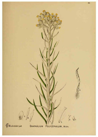 Reproducción/Reproduction 6025416353: American medicinal plants New York,Boericke & Tafel,c1887