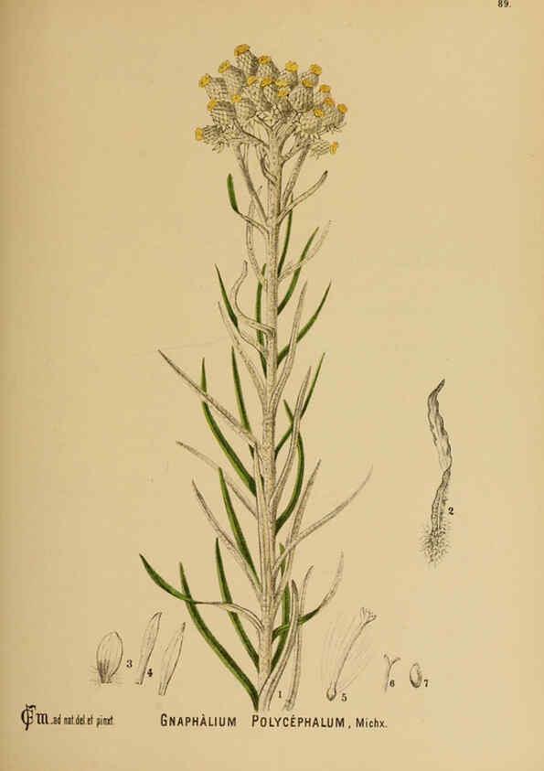 Reproducción/Reproduction 6025416353: American medicinal plants New York,Boericke & Tafel,c1887