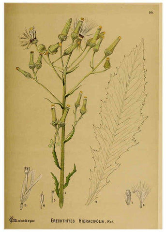 Reproducción/Reproduction 6025416741: American medicinal plants New York,Boericke & Tafel,c1887