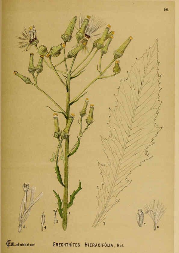 Reproducción/Reproduction 6025416741: American medicinal plants New York,Boericke & Tafel,c1887