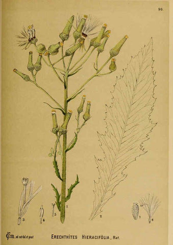 Reproducción/Reproduction 6025416741: American medicinal plants New York,Boericke & Tafel,c1887