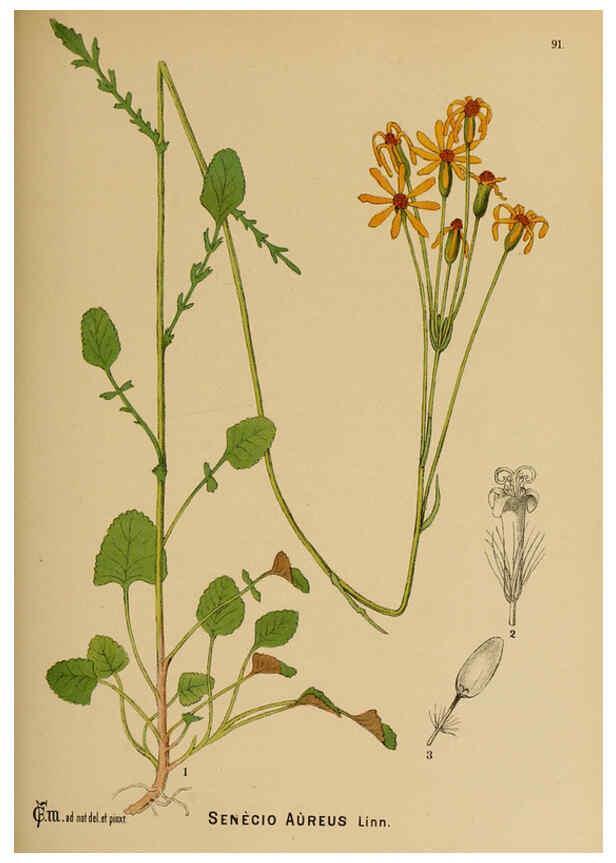 Reproducción/Reproduction 6025417107: American medicinal plants New York,Boericke & Tafel,c1887
