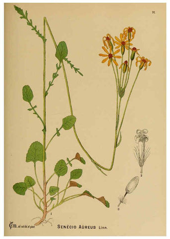 Reproducción/Reproduction 6025417107: American medicinal plants New York,Boericke & Tafel,c1887