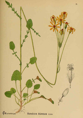 Reproducción/Reproduction 6025417107: American medicinal plants New York,Boericke & Tafel,c1887