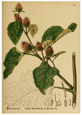 Reproducción/Reproduction 6025417379: American medicinal plants New York,Boericke & Tafel,c1887