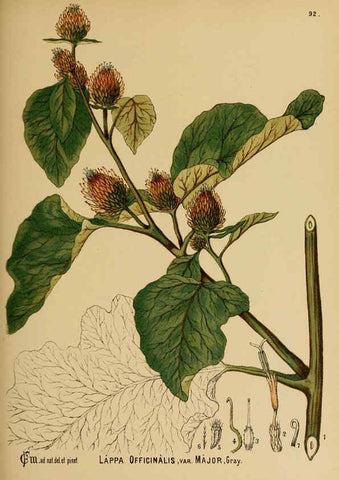 Reproducción/Reproduction 6025417379: American medicinal plants New York,Boericke & Tafel,c1887