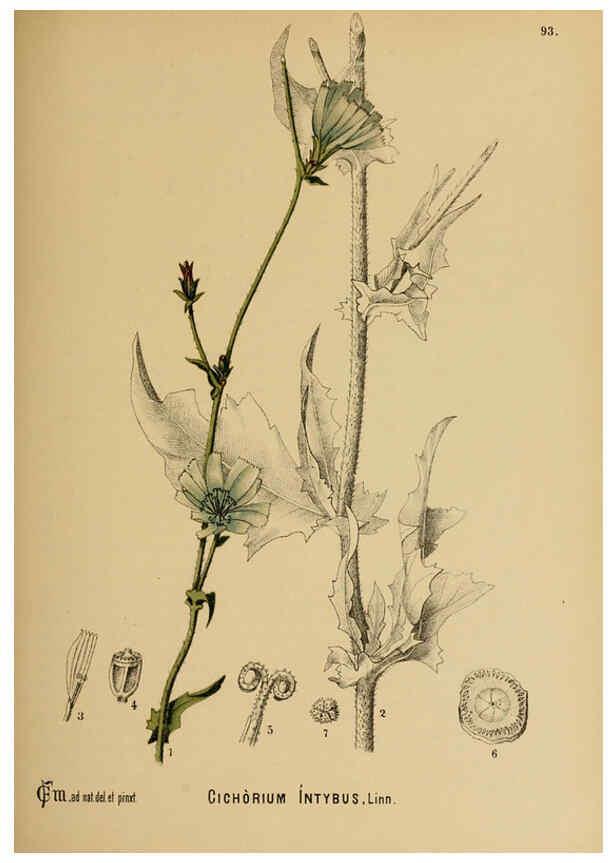 Reproducción/Reproduction 6025973010: American medicinal plants New York,Boericke & Tafel,c1887