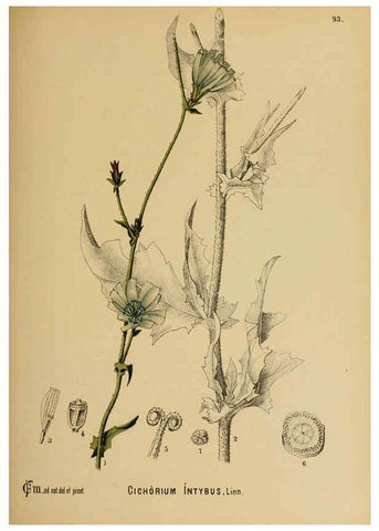 Reproducción/Reproduction 6025973010: American medicinal plants New York,Boericke & Tafel,c1887