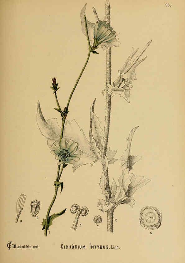 Reproducción/Reproduction 6025973010: American medicinal plants New York,Boericke & Tafel,c1887