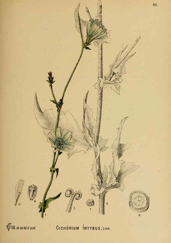 Reproducción/Reproduction 6025973010: American medicinal plants New York,Boericke & Tafel,c1887