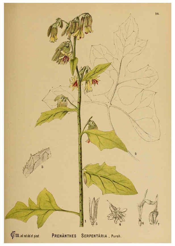 Reproducción/Reproduction 6025418033: American medicinal plants New York,Boericke & Tafel,c1887