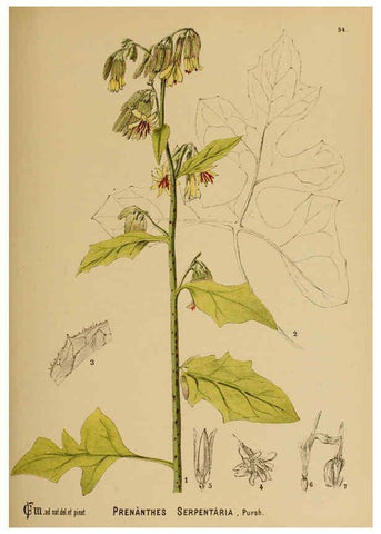 Reproducción/Reproduction 6025418033: American medicinal plants New York,Boericke & Tafel,c1887