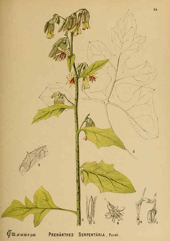 Reproducción/Reproduction 6025418033: American medicinal plants New York,Boericke & Tafel,c1887