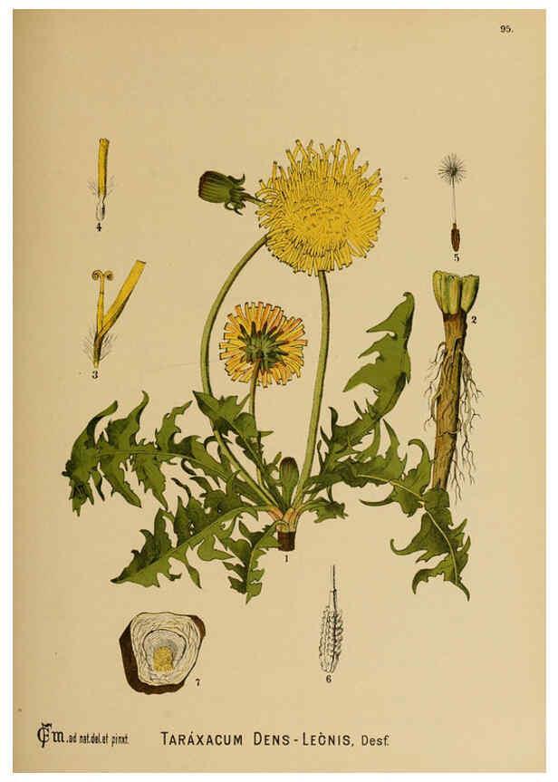 Reproducción/Reproduction 6025973712: American medicinal plants New York,Boericke & Tafel,c1887