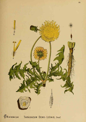 Reproducción/Reproduction 6025973712: American medicinal plants New York,Boericke & Tafel,c1887
