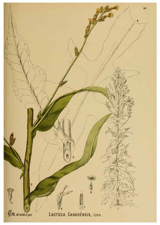 Reproducción/Reproduction 6025973970: American medicinal plants New York,Boericke & Tafel,c1887