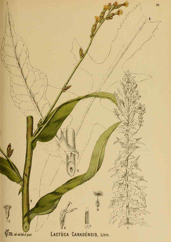 Reproducción/Reproduction 6025973970: American medicinal plants New York,Boericke & Tafel,c1887