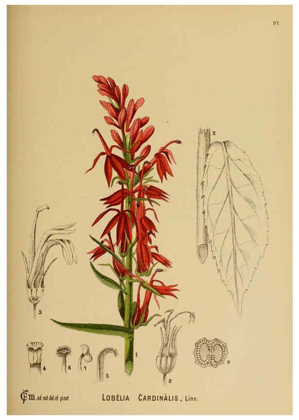 Reproducción/Reproduction 6025974246: American medicinal plants New York,Boericke & Tafel,c1887