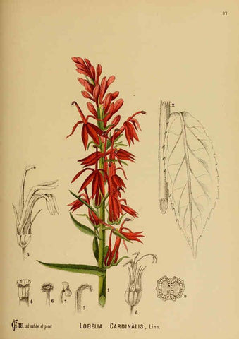 Reproducción/Reproduction 6025974246: American medicinal plants New York,Boericke & Tafel,c1887