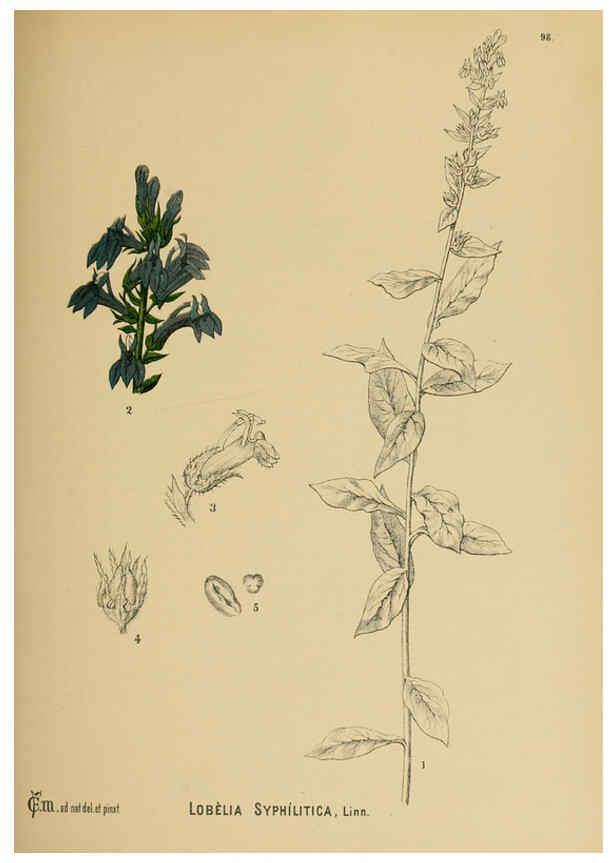 Reproducción/Reproduction 6025419143: American medicinal plants New York,Boericke & Tafel,c1887
